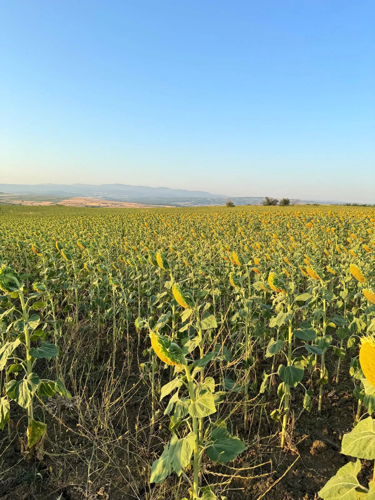 Tekirdağ Malkarada 21.397 M² Satılık Tarla