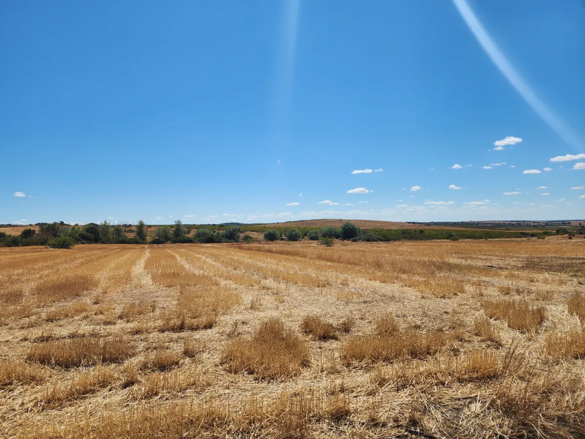 Edirne Süloğlu Cumhuriyette 2.606 m² Satılık Tarla - Büyük 5