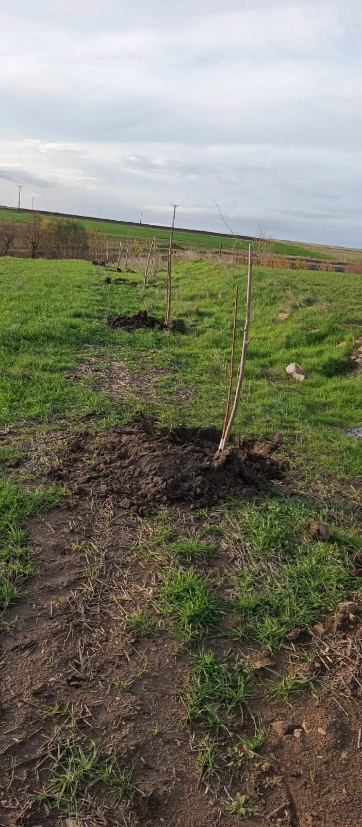 İçerisinde Çeşitli Meyve Fideleri Bulunan Su Kuyusu Yanı Başında - Büyük 1