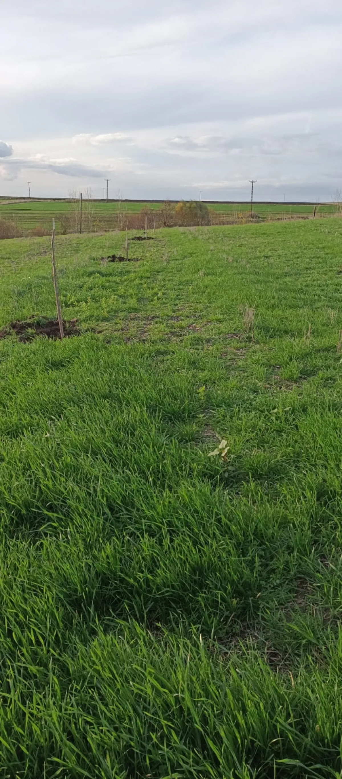 İçerisinde Çeşitli Meyve Fideleri Bulunan Su Kuyusu Yanı Başında - Büyük 17