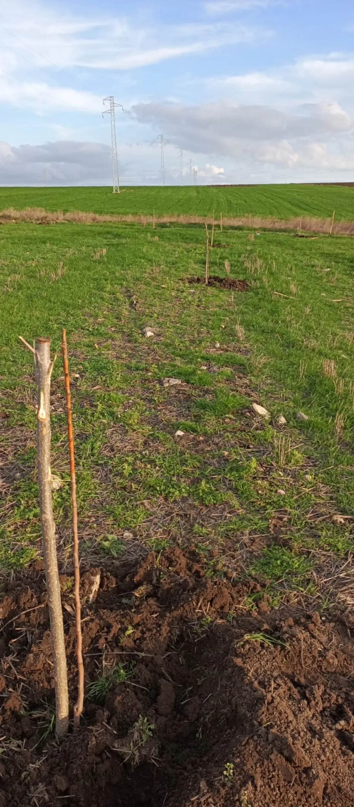İçerisinde Çeşitli Meyve Fideleri Bulunan Su Kuyusu Yanı Başında - Büyük 19