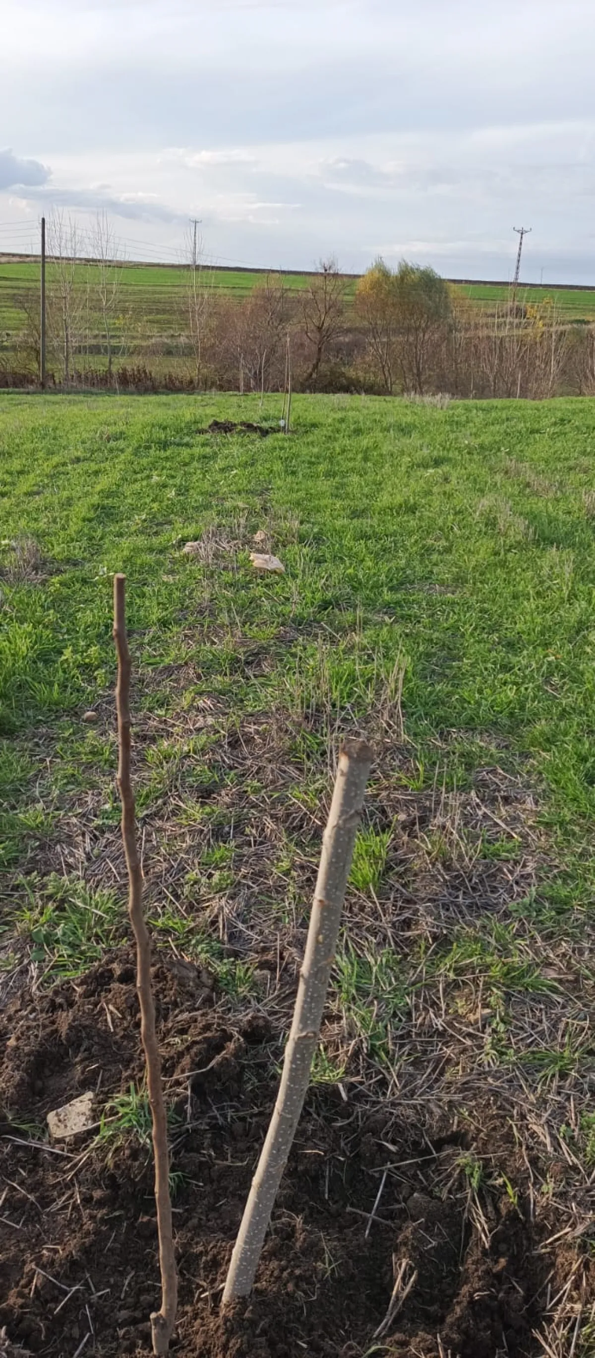 İçerisinde Çeşitli Meyve Fideleri Bulunan Su Kuyusu Yanı Başında - Büyük 2