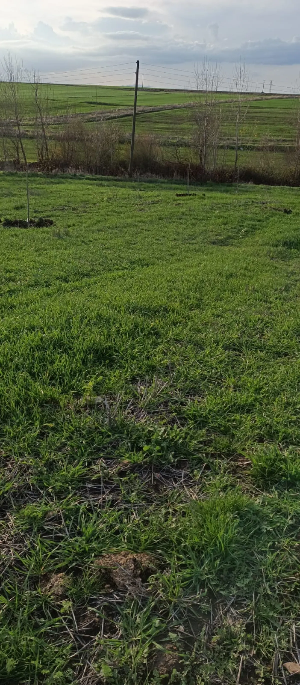 İçerisinde Çeşitli Meyve Fideleri Bulunan Su Kuyusu Yanı Başında - Büyük 6