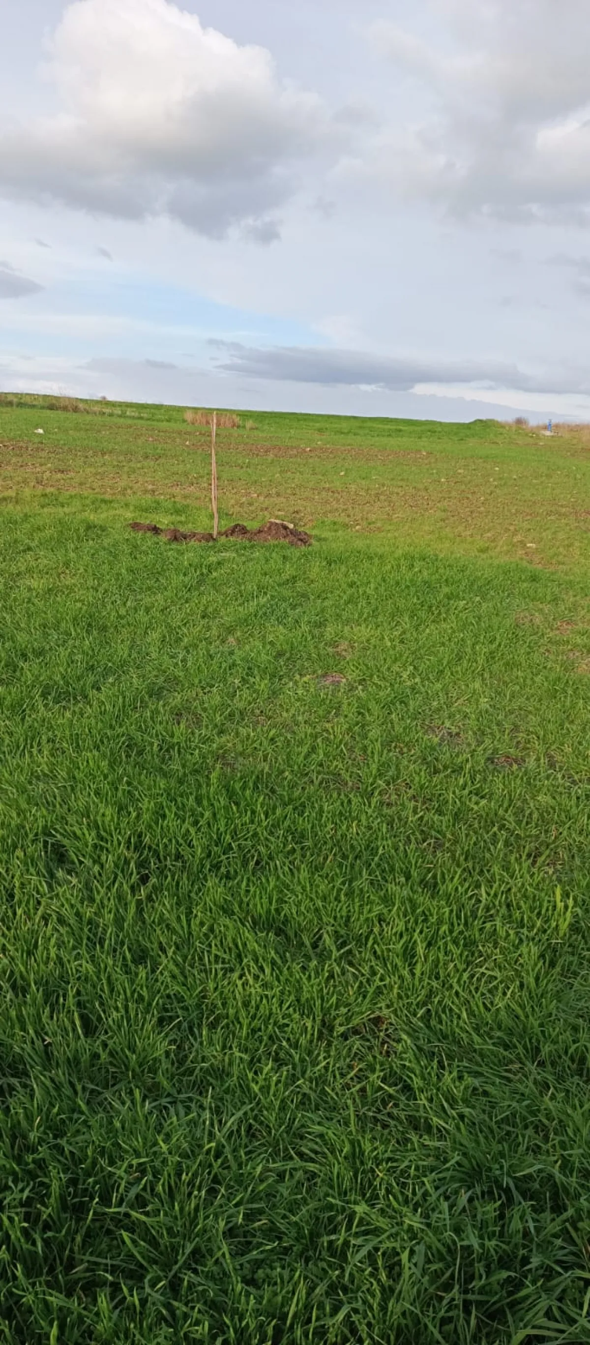 İçerisinde Çeşitli Meyve Fideleri Bulunan Su Kuyusu Yanı Başında - Büyük 9