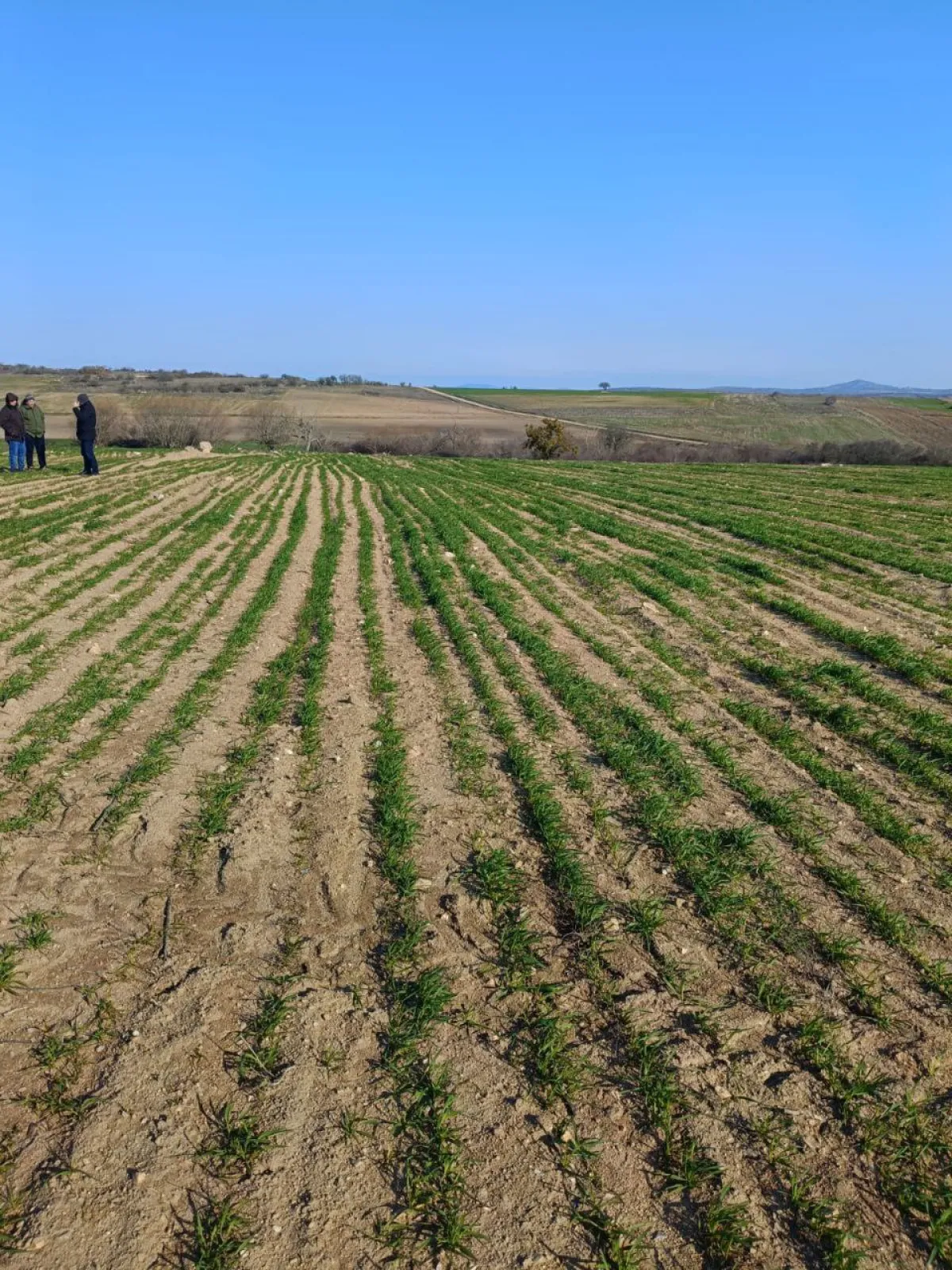 Meraya Cephe 16.700 M² Satılık Tarla