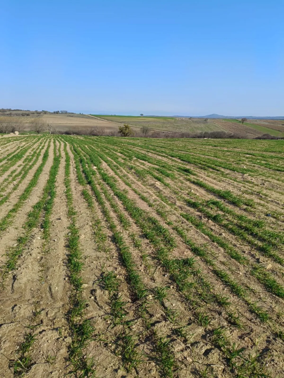 Meraya Cephe 16.700 M² Satılık Tarla - Büyük 2