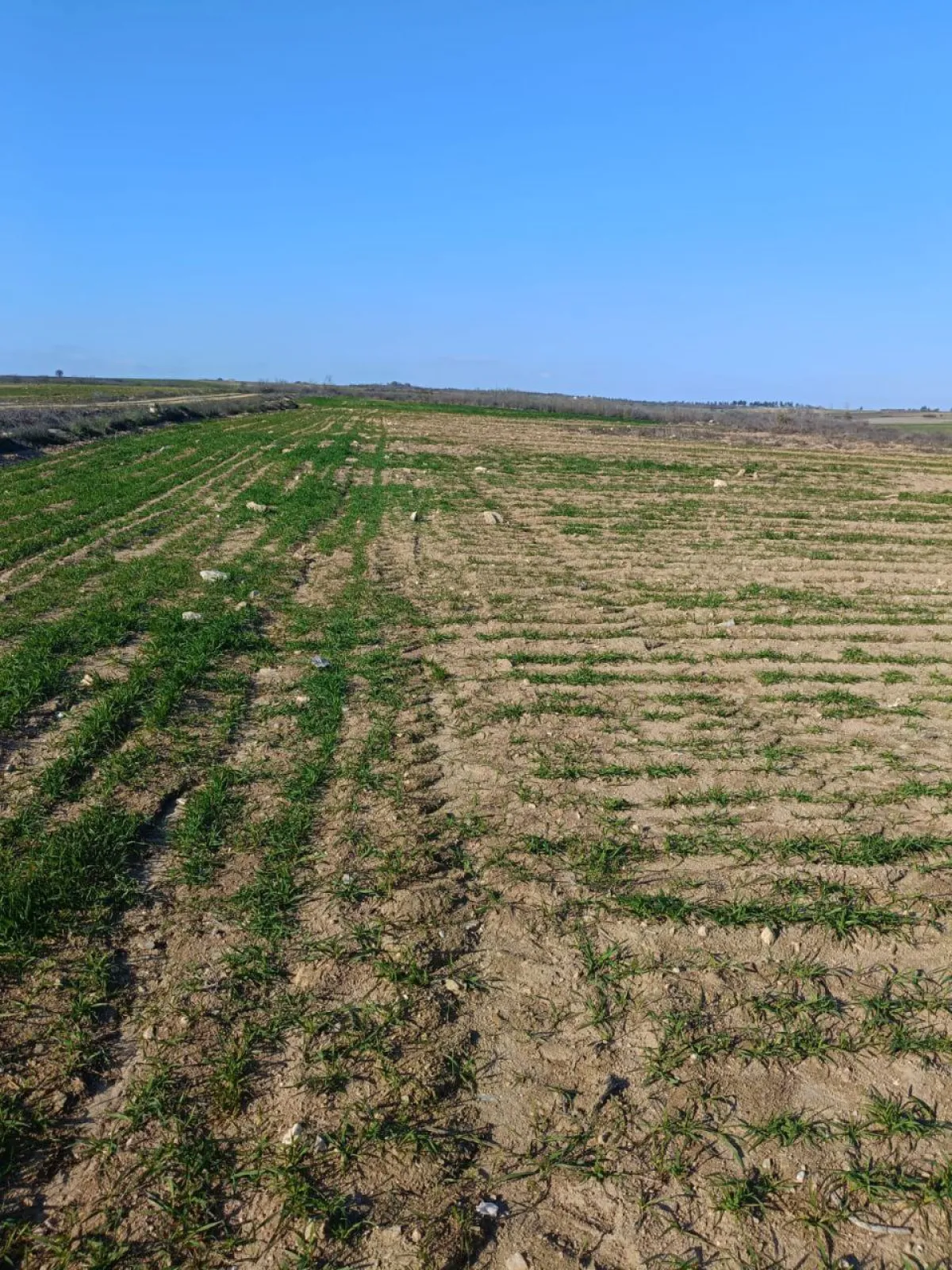 Meraya Cephe 16.700 M² Satılık Tarla - Büyük 4