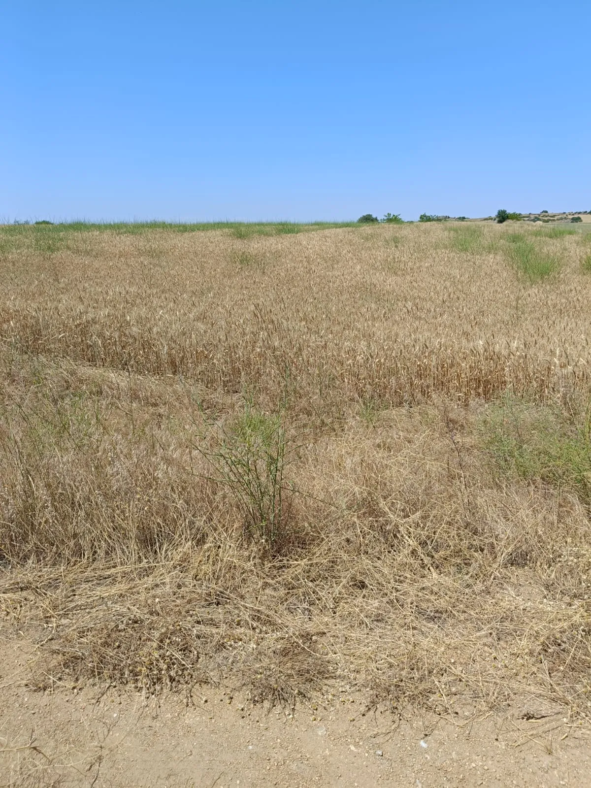 📢 EDİRNE S&Uuml;LOĞLU&rsquo;NDA 6.272 m&sup2; DEV ARAZİ! İKİ TARAFI YOL, MERAYA