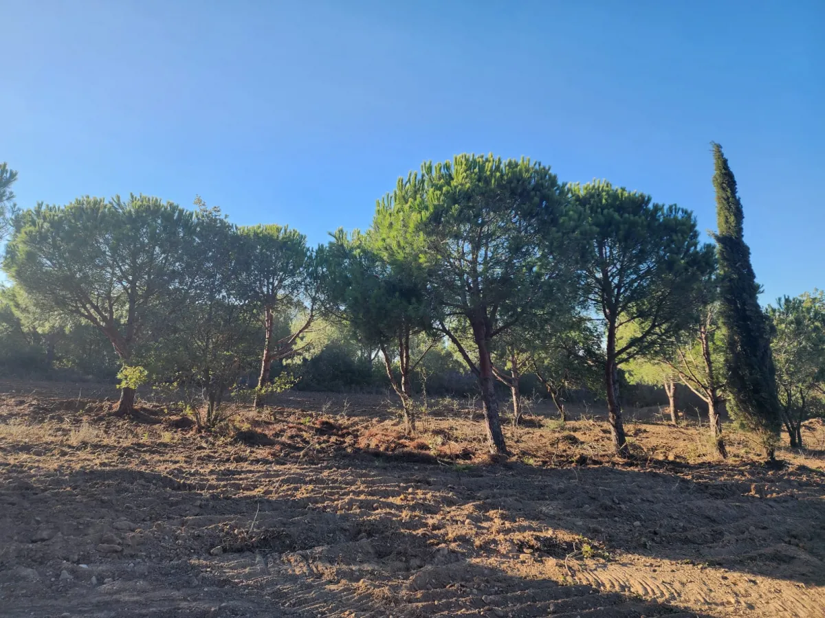 Silivride Orman İçerisinde Acil Satılık Tarla - Büyük 10