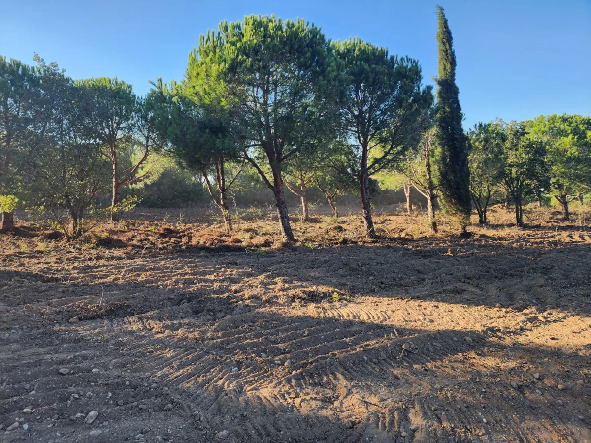 Silivride Orman İçerisinde Acil Satılık Tarla - Büyük 4