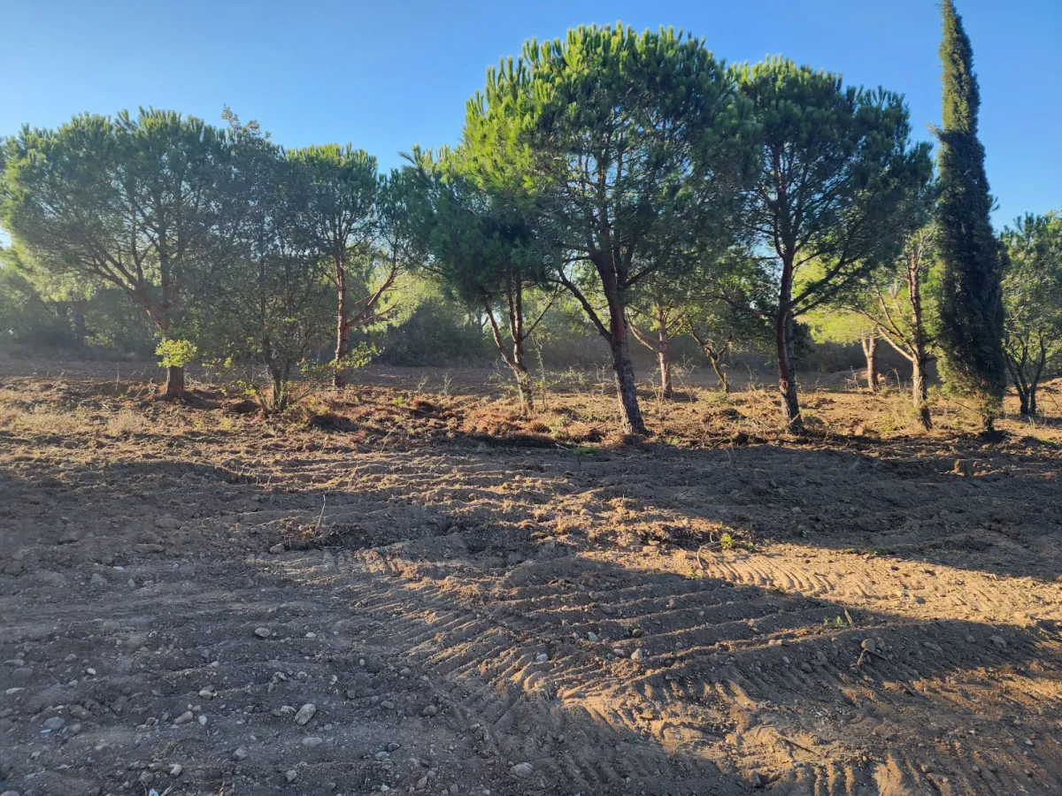 Silivride Orman İçerisinde Acil Satılık Tarla - Büyük 5