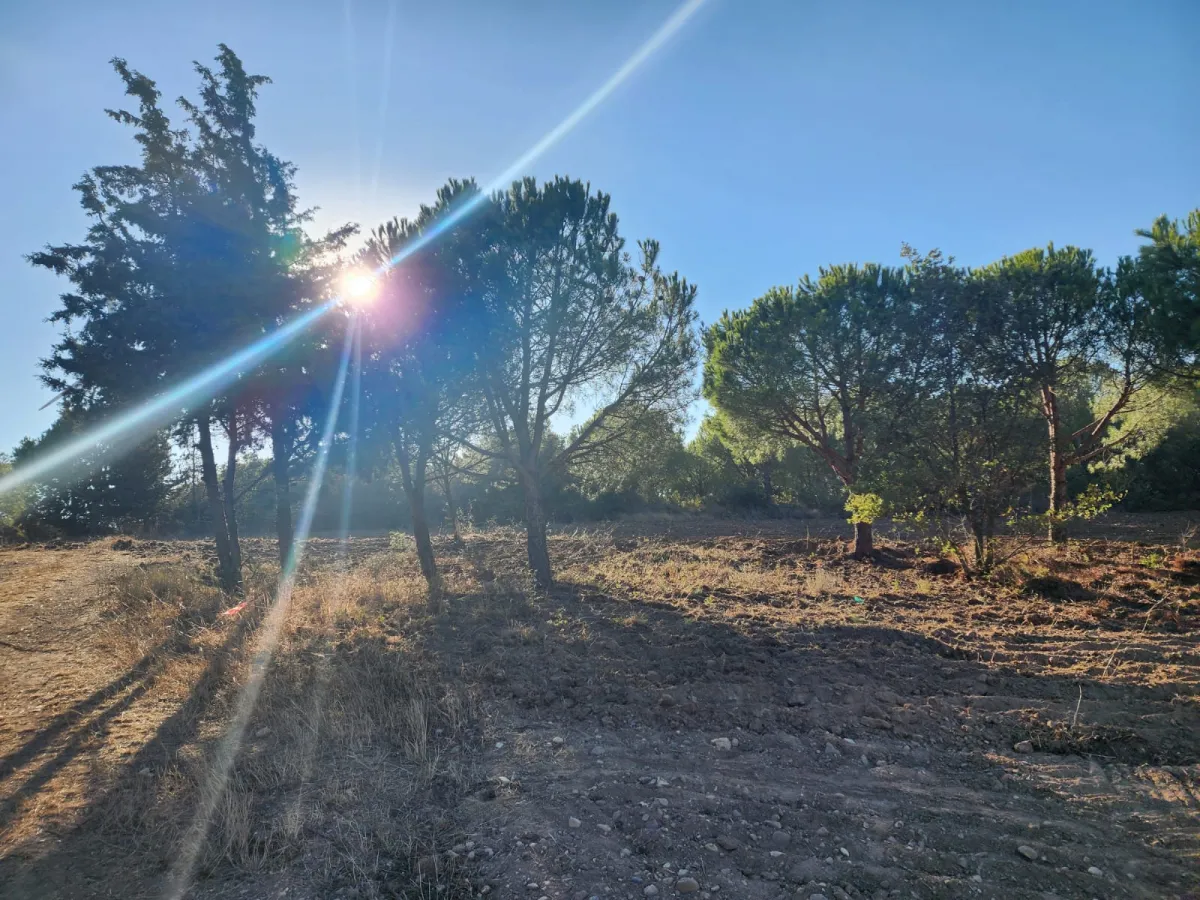 Silivride Orman İçerisinde Acil Satılık Tarla - Büyük 6