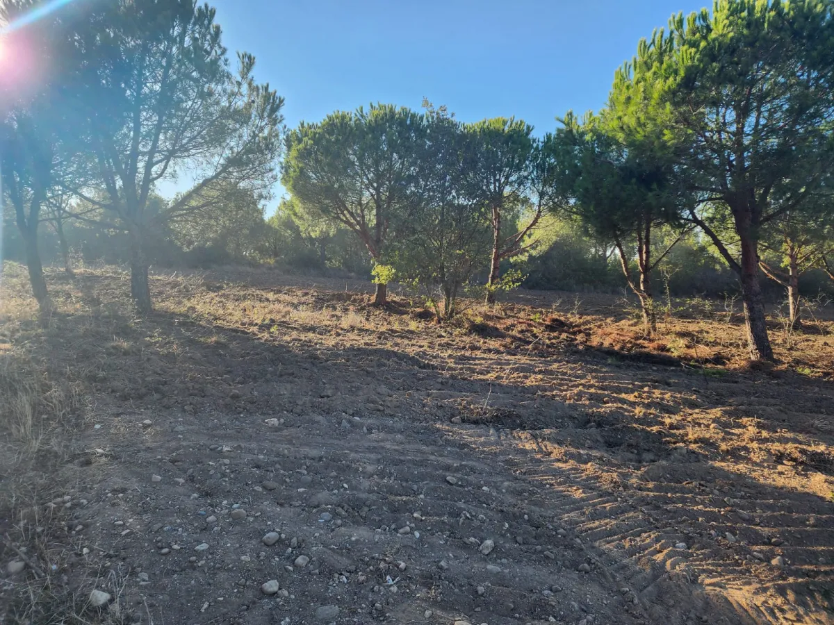 Silivride Orman İçerisinde Acil Satılık Tarla - Büyük 7