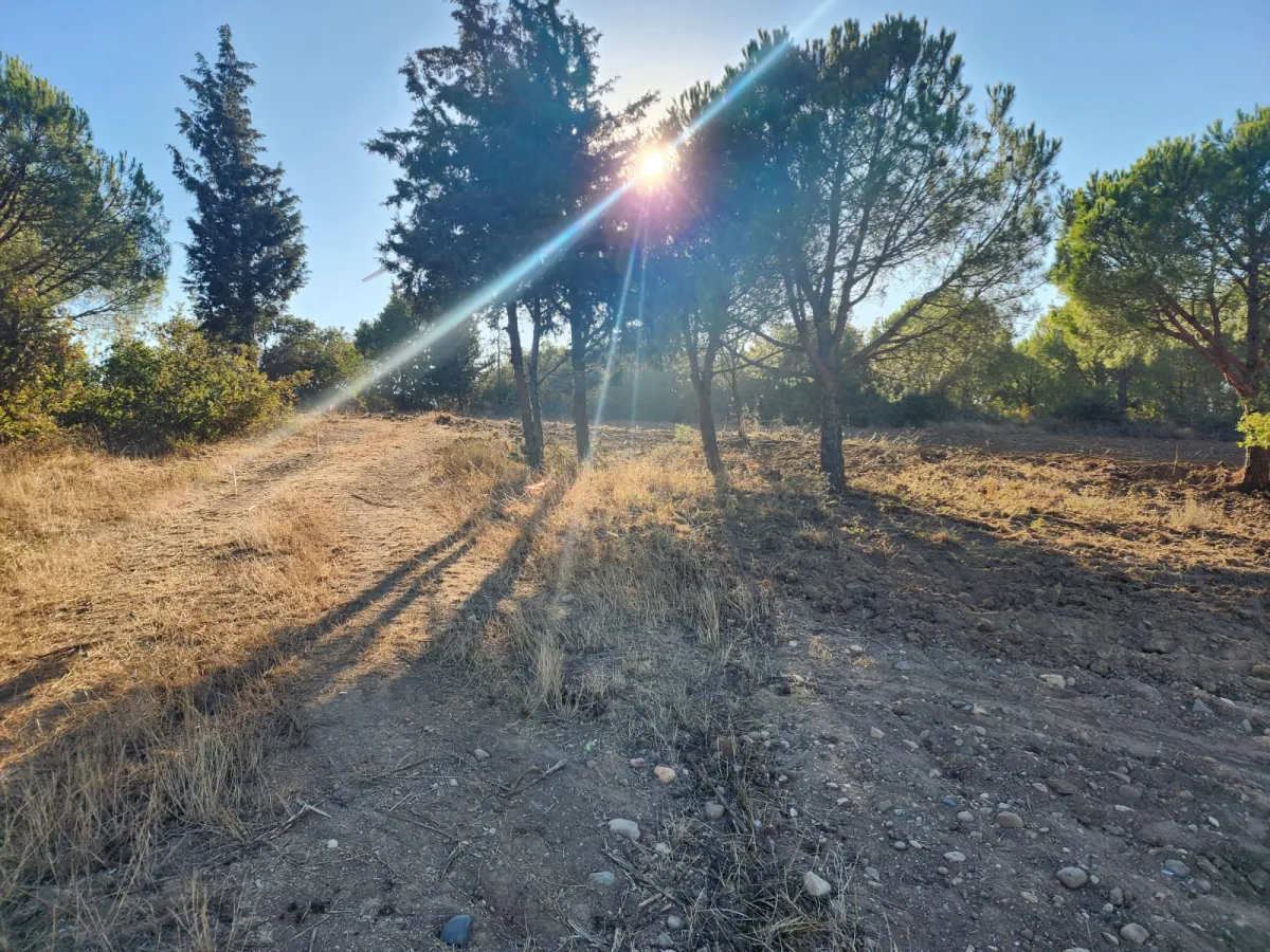 Silivride Orman İçerisinde Acil Satılık Tarla - Büyük 8