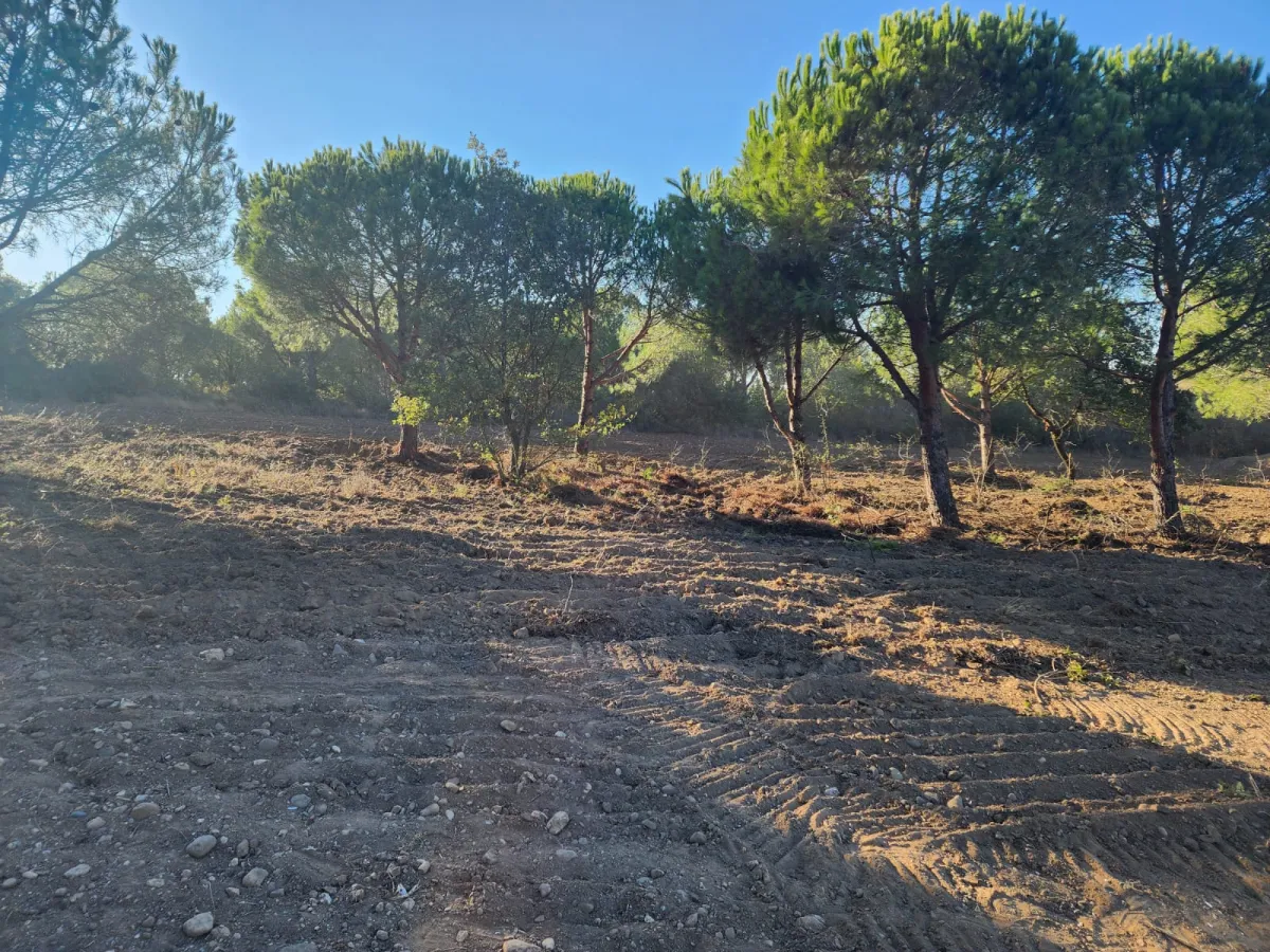 Silivride Orman İçerisinde Acil Satılık Tarla - Büyük 9