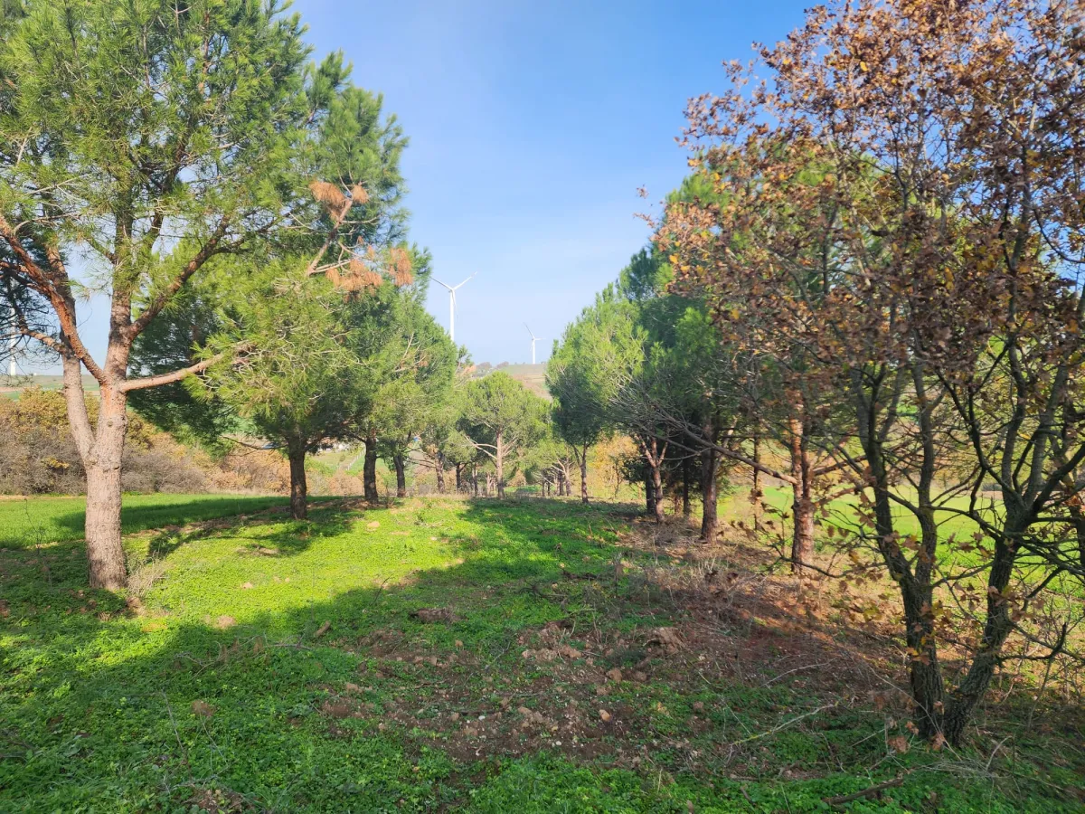 Değirmenk&ouml;y'de 1992 m2 İ&ccedil;inde Ağa&ccedil;lar Olan Tarlamız Satılıktır.