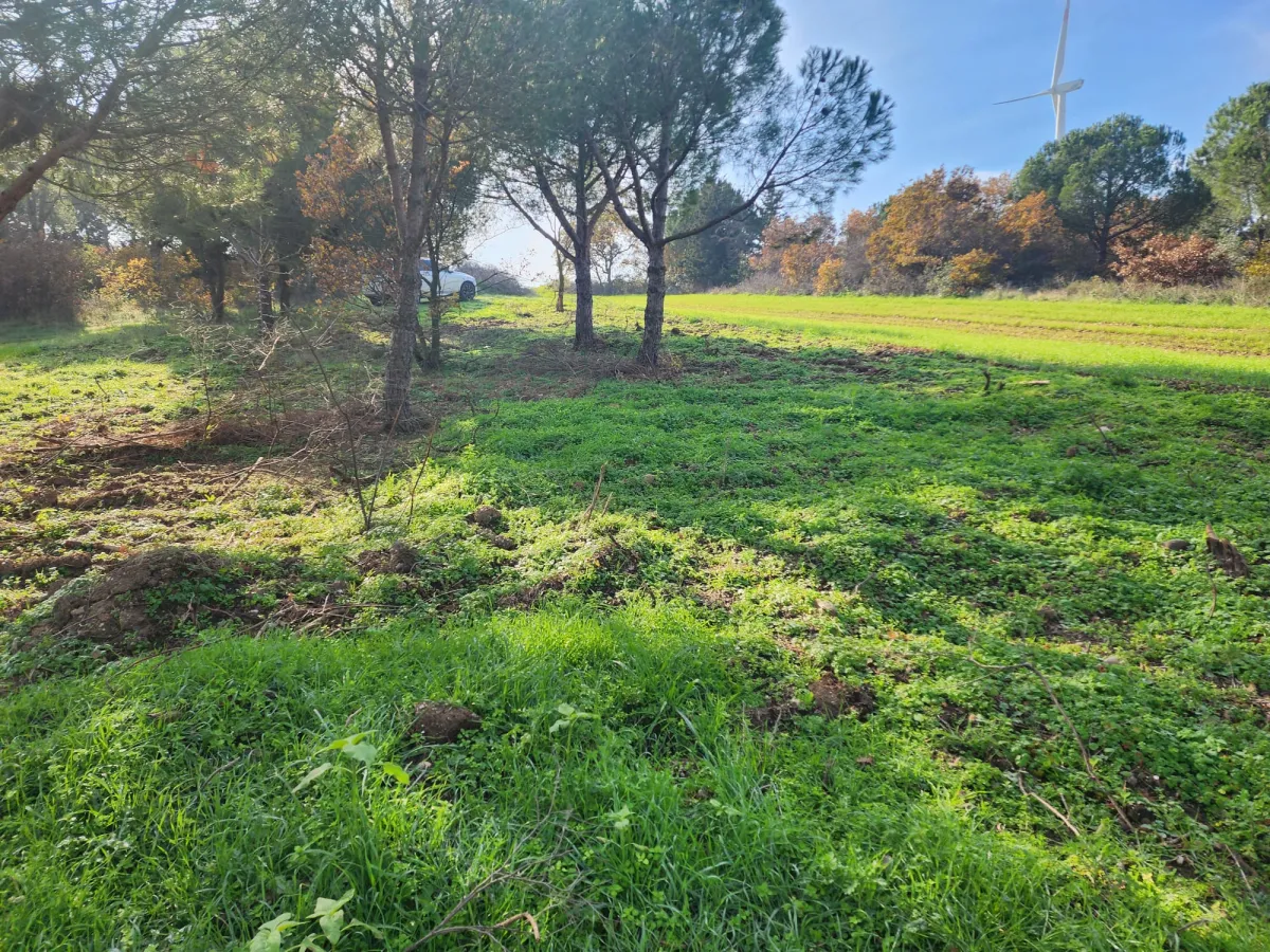 Değirmenk&ouml;y'de 1992 m2 İ&ccedil;inde Ağa&ccedil;lar Olan Tarlamız Satılıktır. - Büyük 1