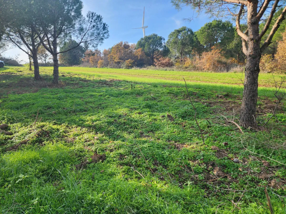 Değirmenk&ouml;y'de 1992 m2 İ&ccedil;inde Ağa&ccedil;lar Olan Tarlamız Satılıktır. - Büyük 2