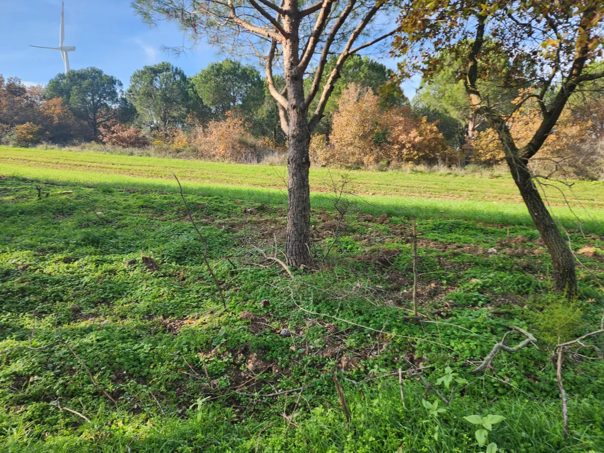 Değirmenk&ouml;y'de 1992 m2 İ&ccedil;inde Ağa&ccedil;lar Olan Tarlamız Satılıktır. - Büyük 3