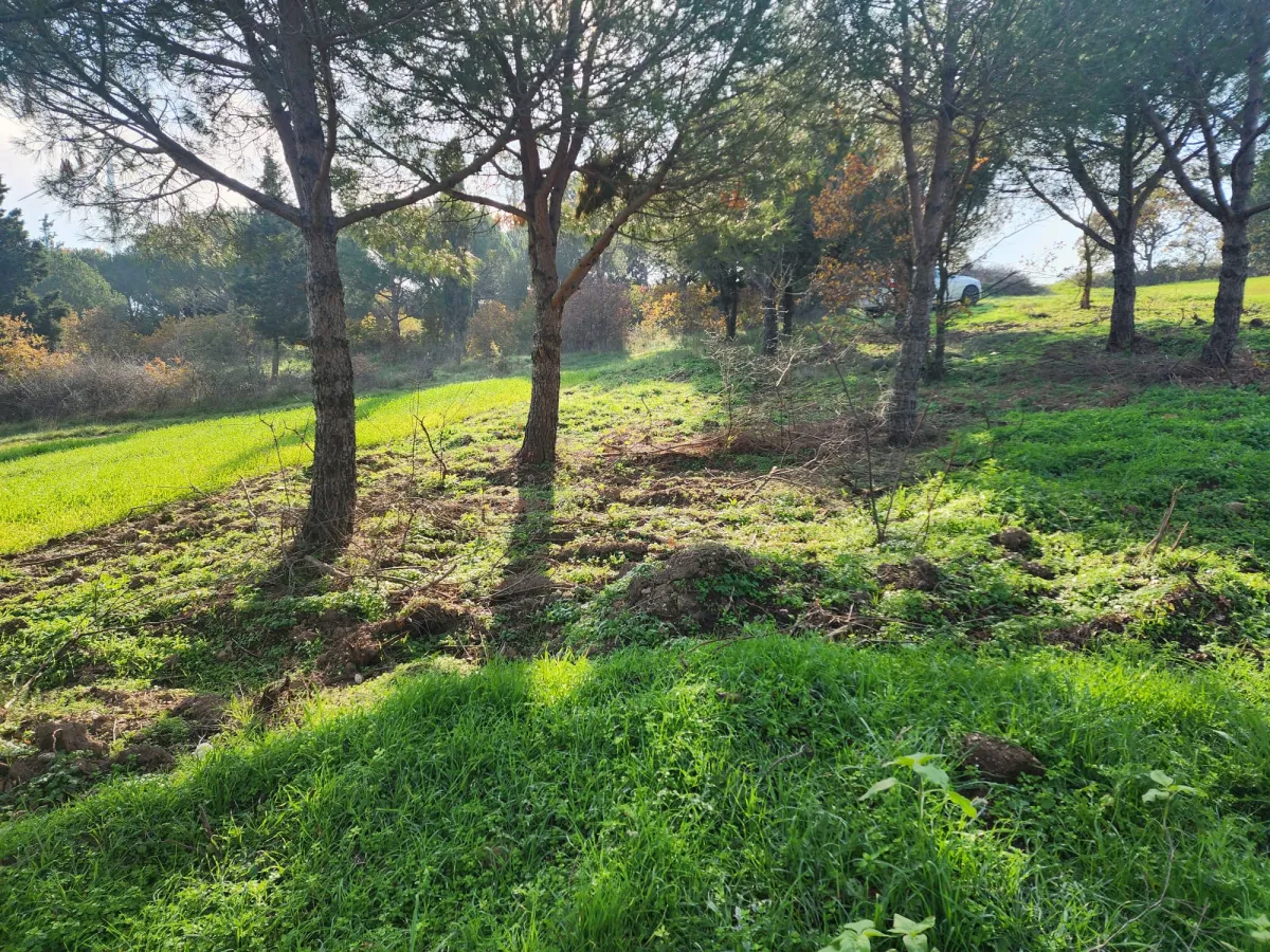 Değirmenk&ouml;y'de 1992 m2 İ&ccedil;inde Ağa&ccedil;lar Olan Tarlamız Satılıktır. - Büyük 5