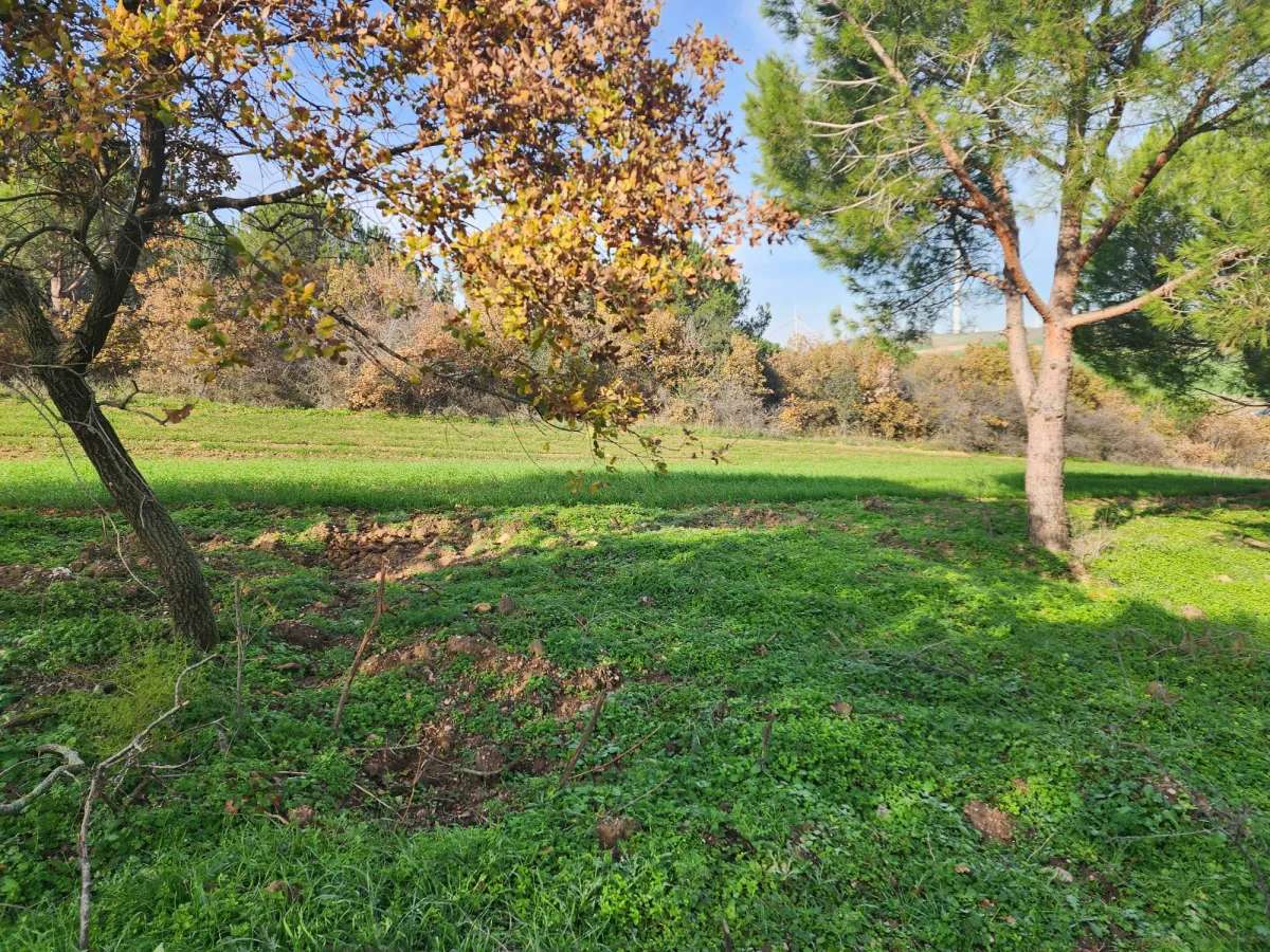 Değirmenk&ouml;y'de 1992 m2 İ&ccedil;inde Ağa&ccedil;lar Olan Tarlamız Satılıktır. - Büyük 6