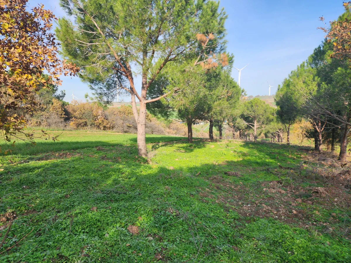 Değirmenk&ouml;y'de 1992 m2 İ&ccedil;inde Ağa&ccedil;lar Olan Tarlamız Satılıktır. - Büyük 7