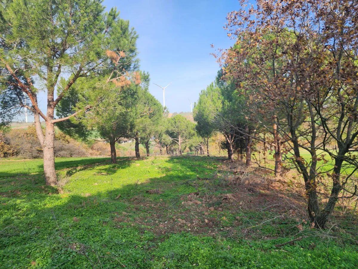 Değirmenk&ouml;y'de 1992 m2 İ&ccedil;inde Ağa&ccedil;lar Olan Tarlamız Satılıktır. - Büyük 8