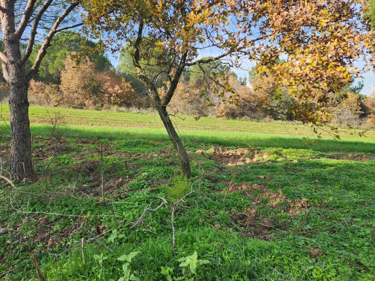 Değirmenk&ouml;y'de 1992 m2 İ&ccedil;inde Ağa&ccedil;lar Olan Tarlamız Satılıktır. - Büyük 9
