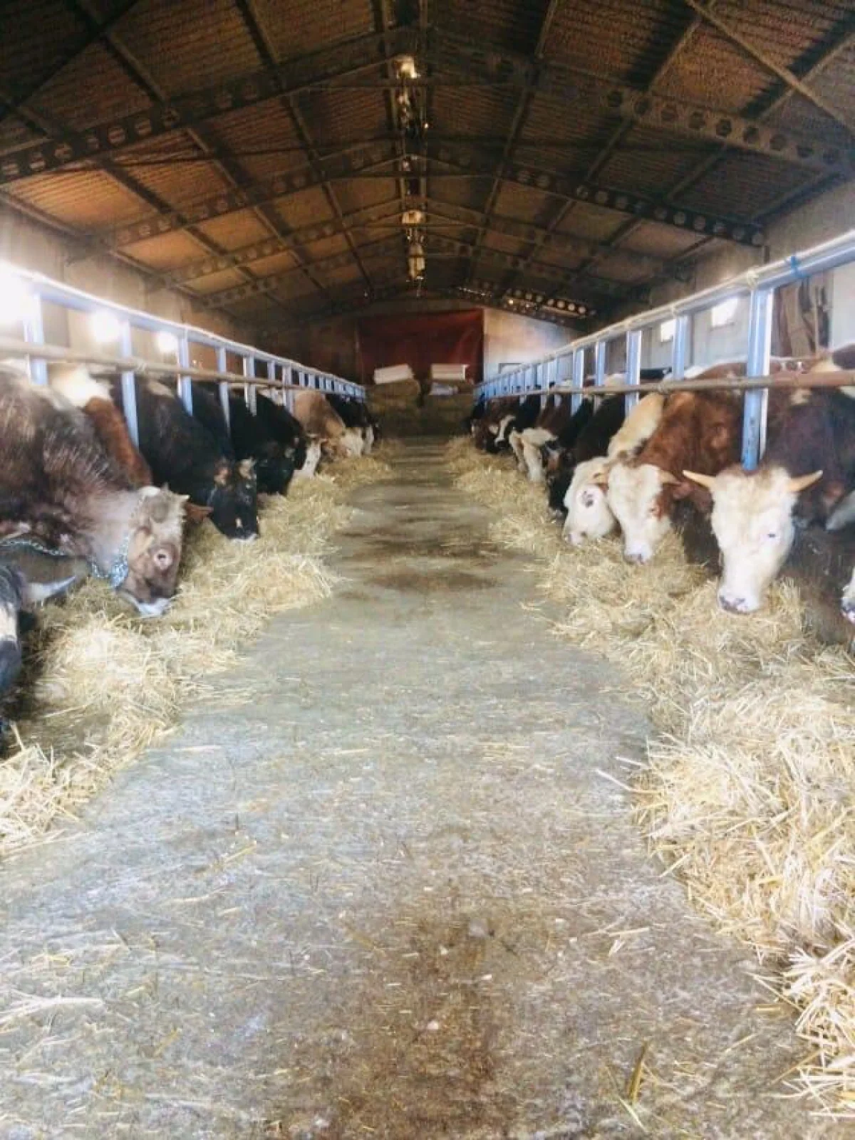 Her Türlü Hayvancılık Yapımına Uygun Satılık Çiftlik - Büyük 7