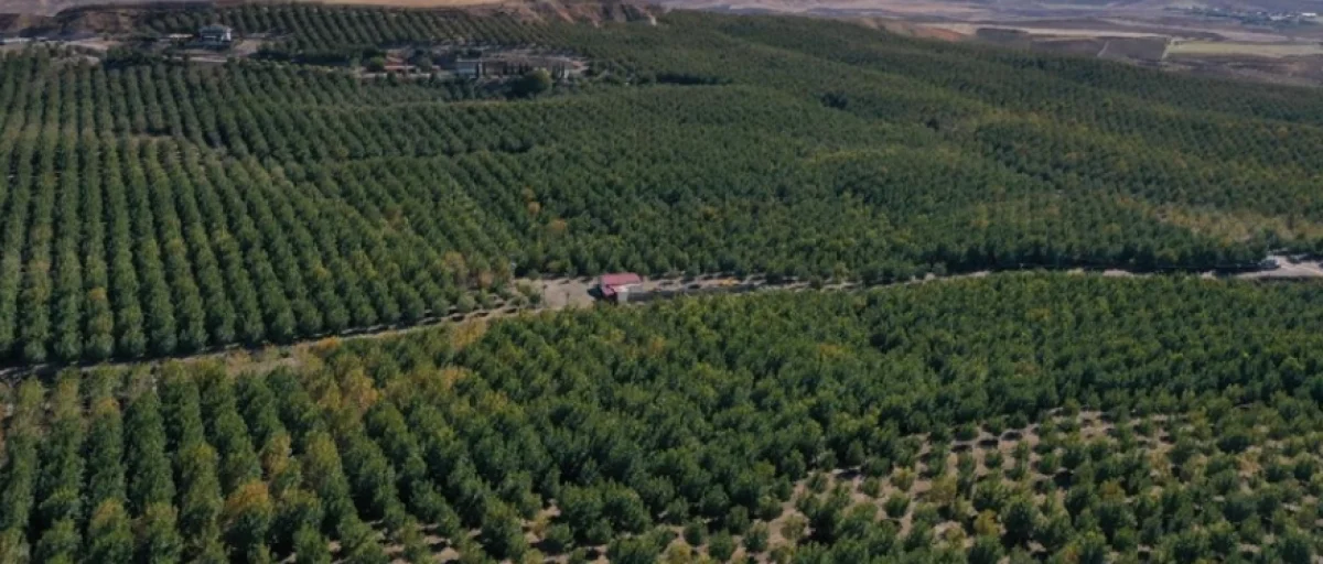 Çorlu 149.129 M² Satılık Cevizlik