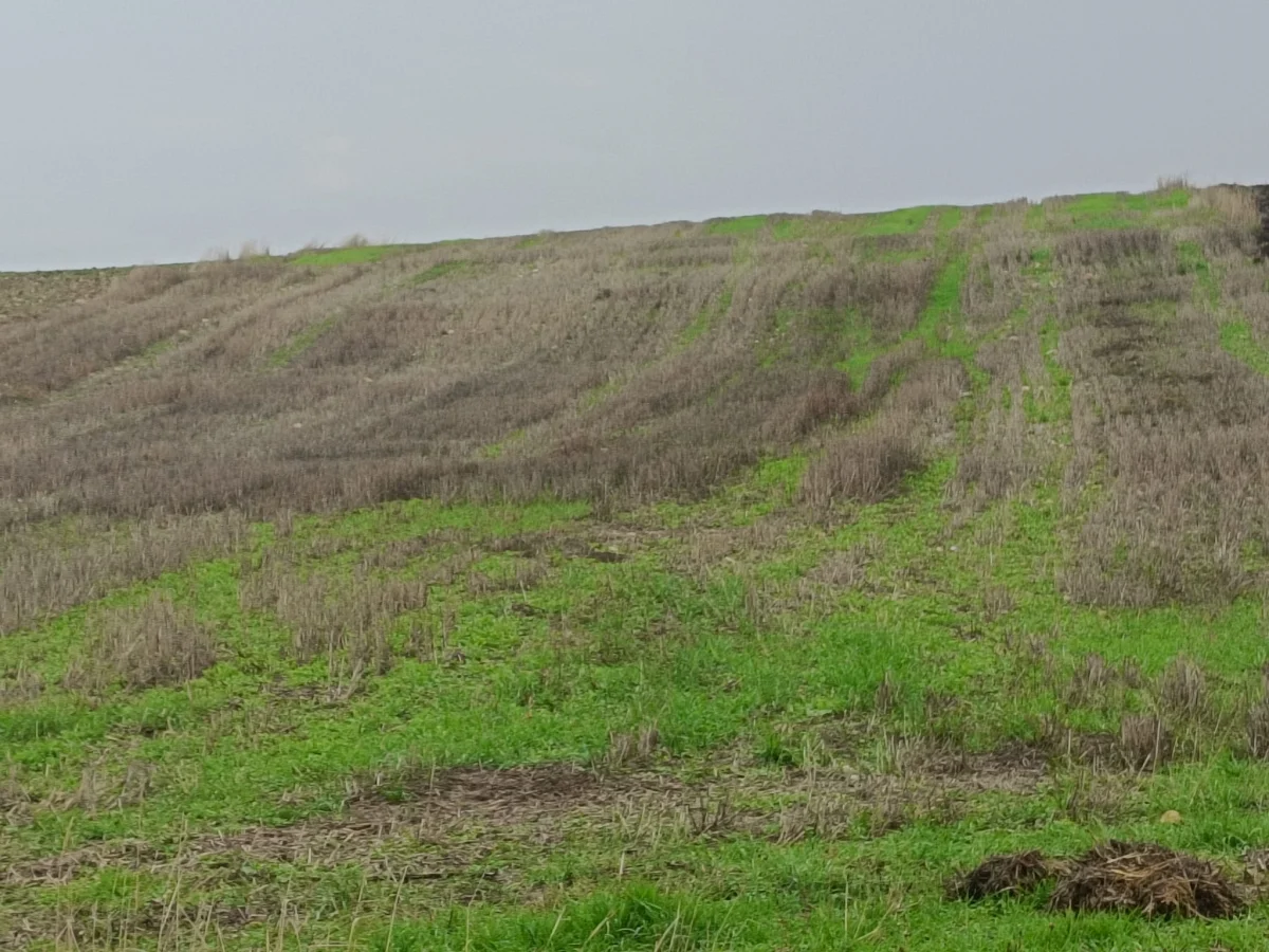 K&ouml;y Yoluna Cephe Satılık 3.294 M&sup2; Tarla