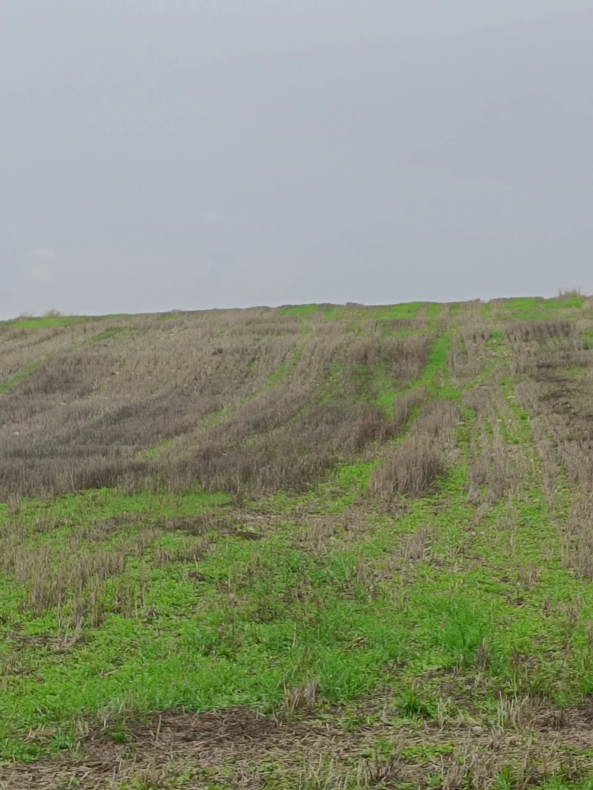 K&ouml;y Yoluna Cephe Satılık 3.294 M&sup2; Tarla - Büyük 1