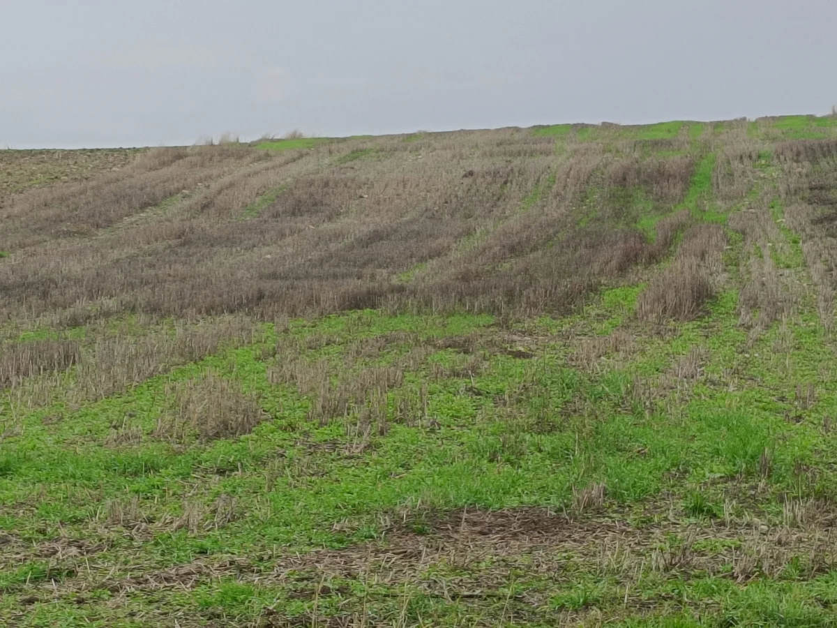 K&ouml;y Yoluna Cephe Satılık 3.294 M&sup2; Tarla - Büyük 2