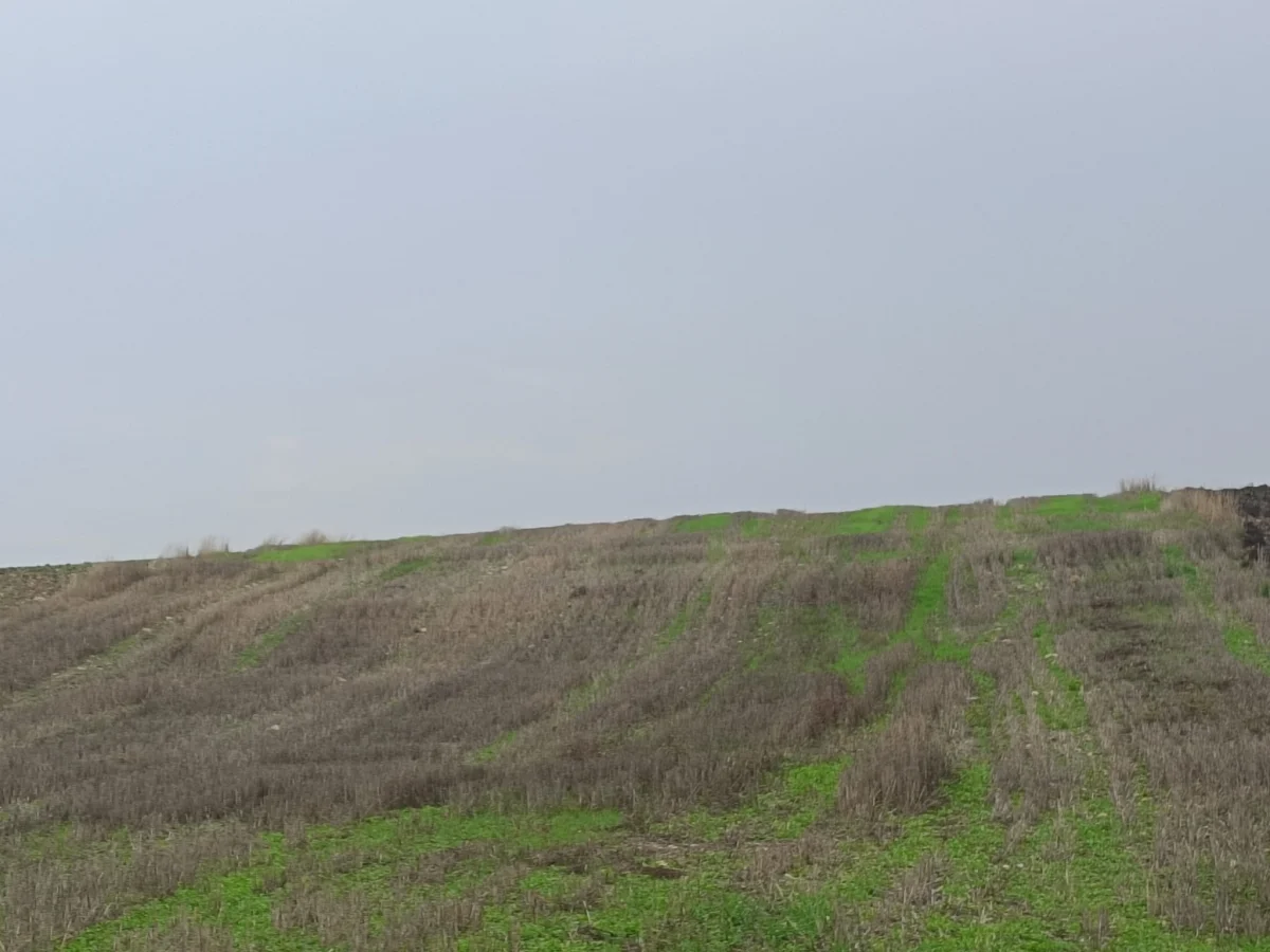 K&ouml;y Yoluna Cephe Satılık 3.294 M&sup2; Tarla - Büyük 3