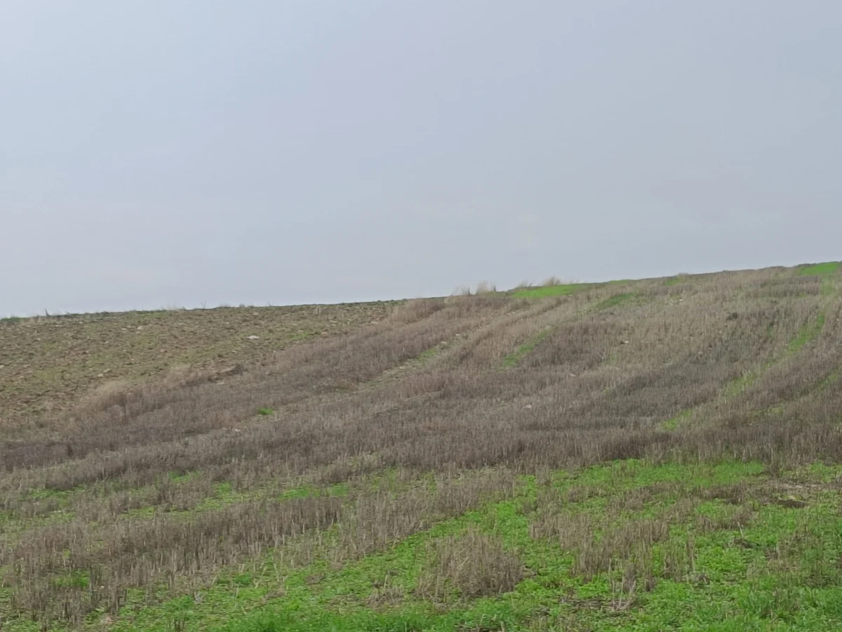 K&ouml;y Yoluna Cephe Satılık 3.294 M&sup2; Tarla - Büyük 4