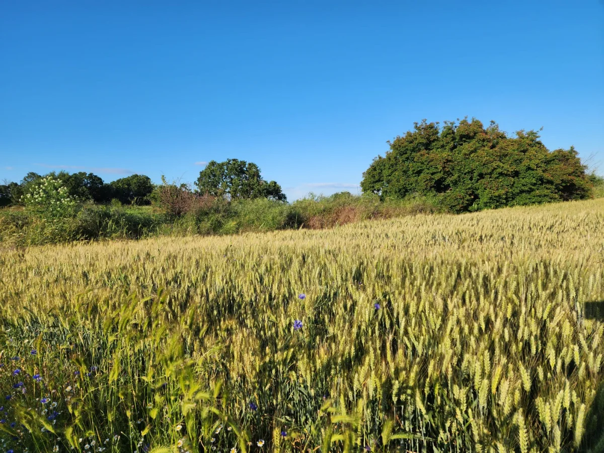 Edirne Lalapaşa K&uuml;&ccedil;&uuml;nl&uuml;\'de Tek Tapu Tarla Ara&ccedil; Takası Olur