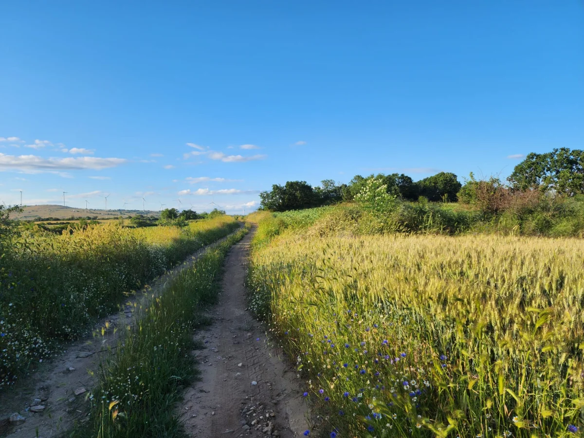Edirne Lalapaşa K&uuml;&ccedil;&uuml;nl&uuml;\'de Tek Tapu Tarla Ara&ccedil; Takası Olur - Büyük 1