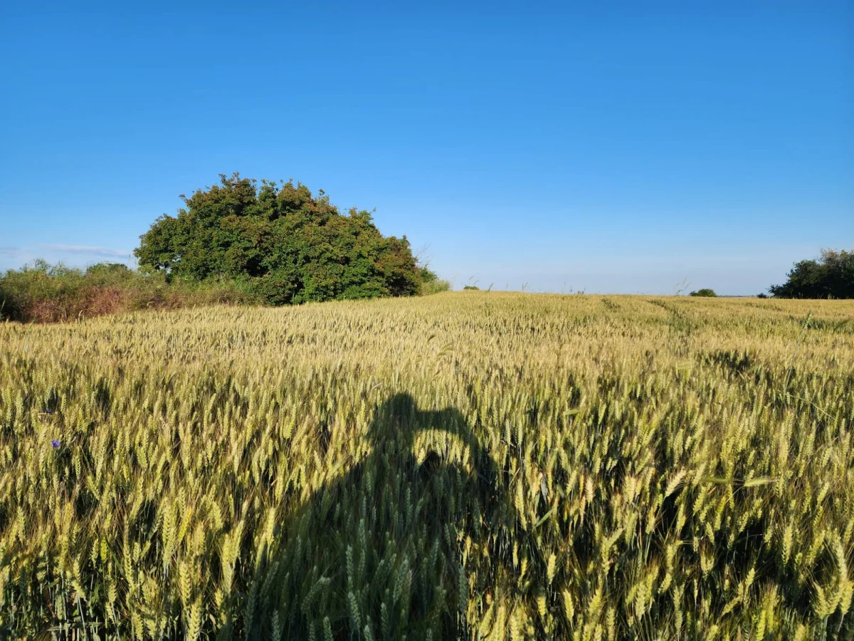 Edirne Lalapaşa K&uuml;&ccedil;&uuml;nl&uuml;\'de Tek Tapu Tarla Ara&ccedil; Takası Olur - Büyük 2