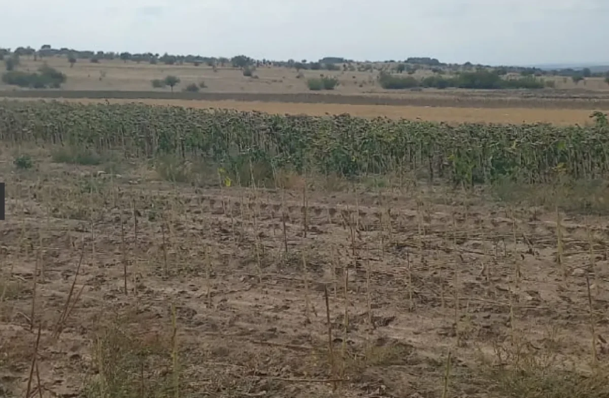 Edirne S&uuml;loğlu Tatarlar K&ouml;y&uuml;'nde Satılık 9.739m2 Tarla