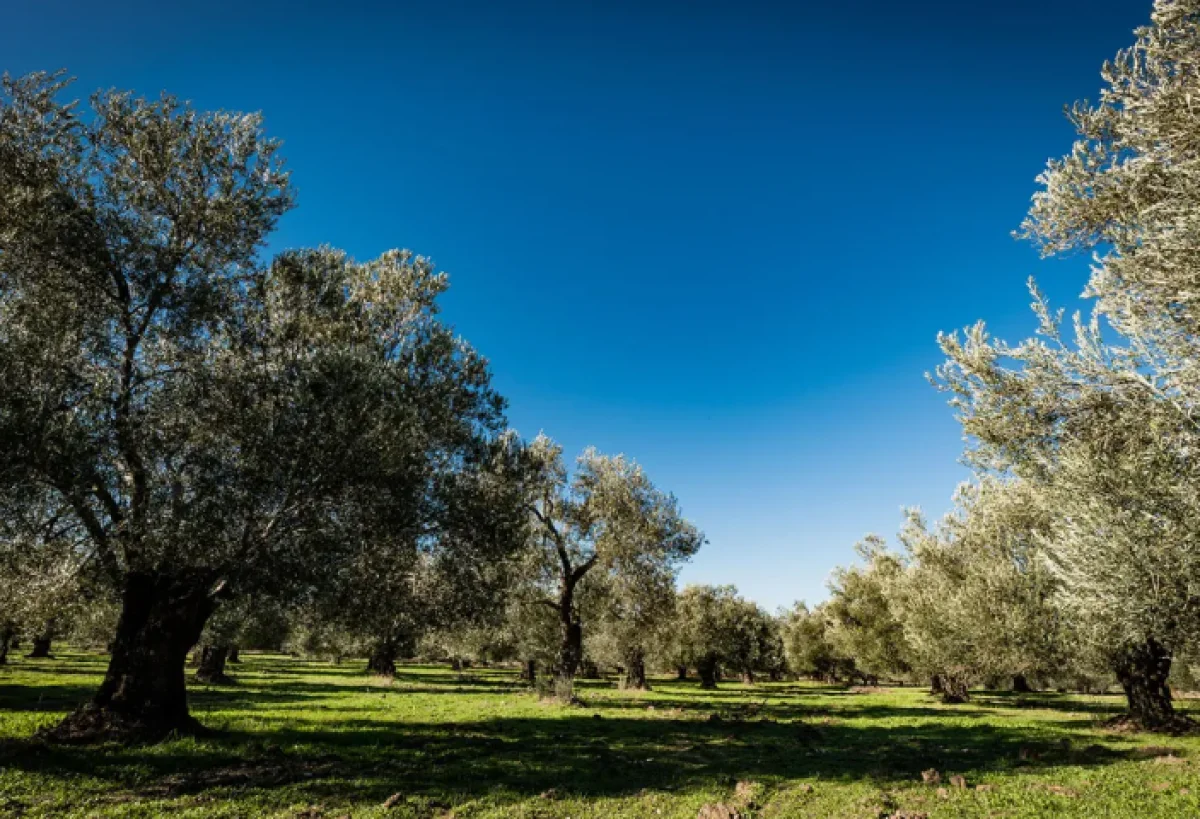 &Ccedil;amtepe'de 18.468 M&sup2; Satılık Tarla