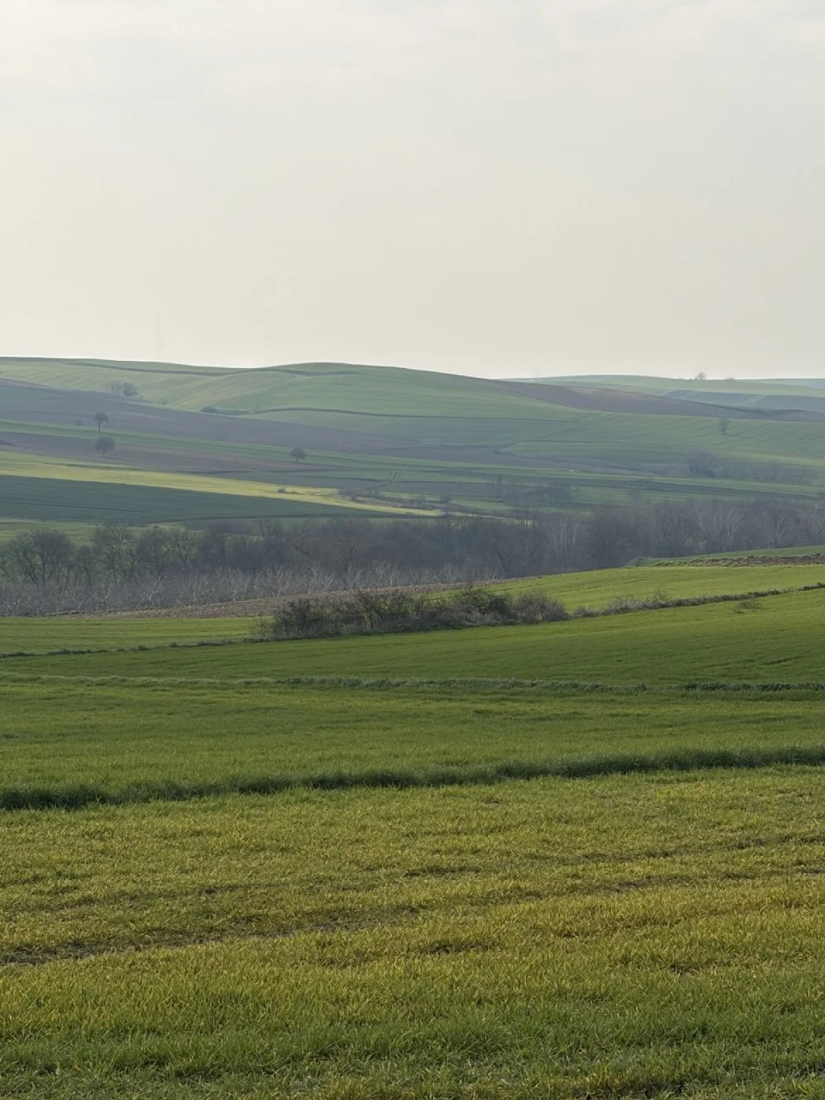 🚨 TEKİRDAĞ MURATLI BALABANLI'DA YATIRIMLIK DEV FIRSAT: 8.400 m&sup2; - Büyük 1
