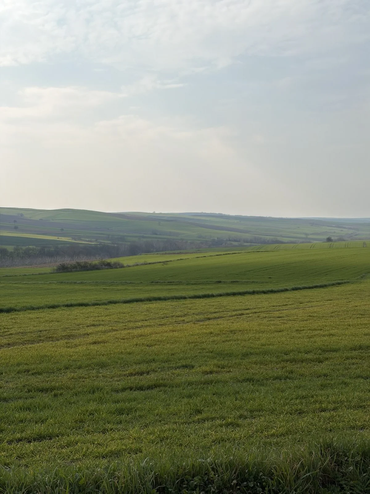 🚨 TEKİRDAĞ MURATLI BALABANLI'DA YATIRIMLIK DEV FIRSAT: 8.400 m&sup2; - Büyük 2