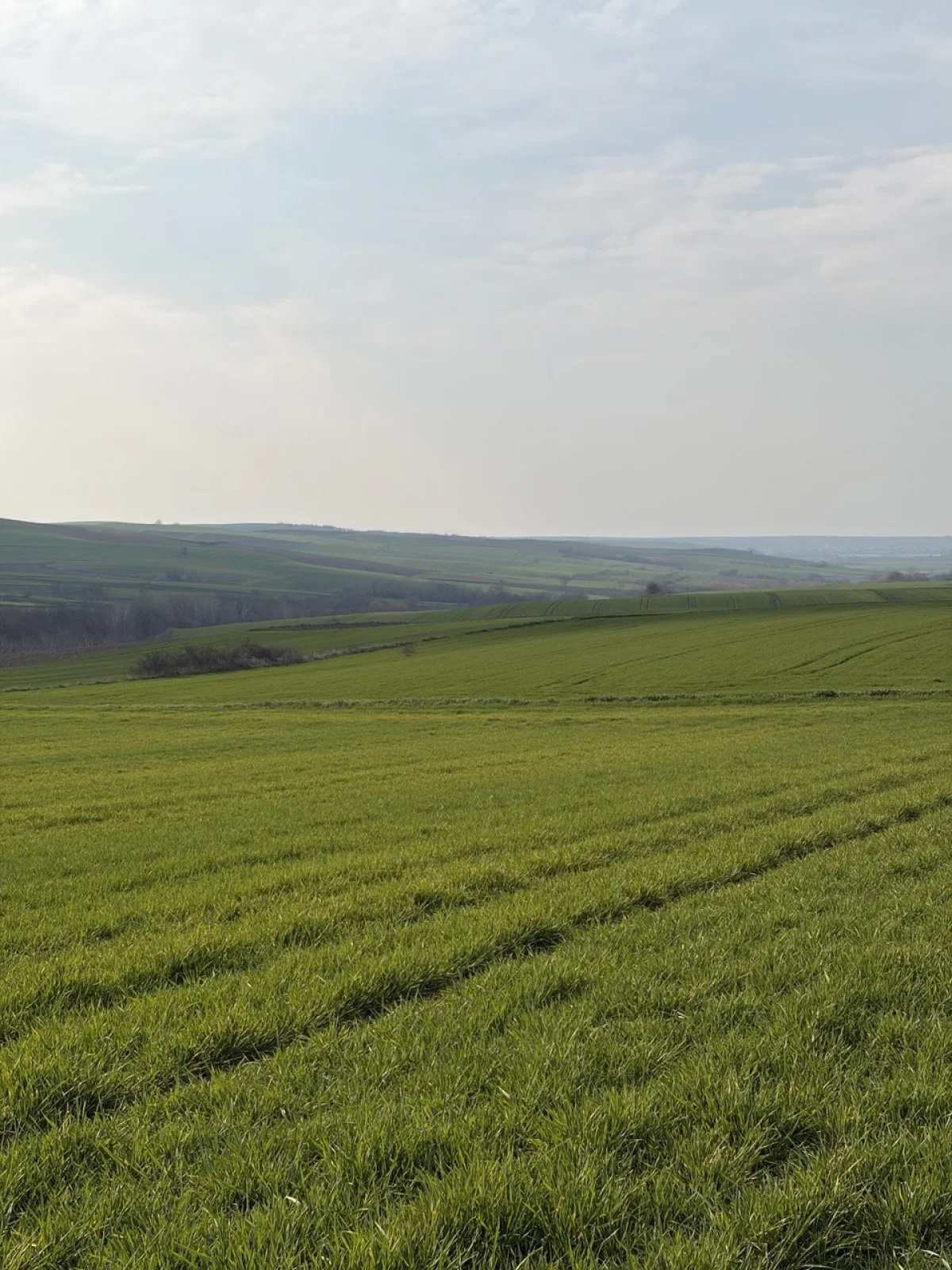 🚨 TEKİRDAĞ MURATLI BALABANLI'DA YATIRIMLIK DEV FIRSAT: 8.400 m&sup2; - Büyük 5