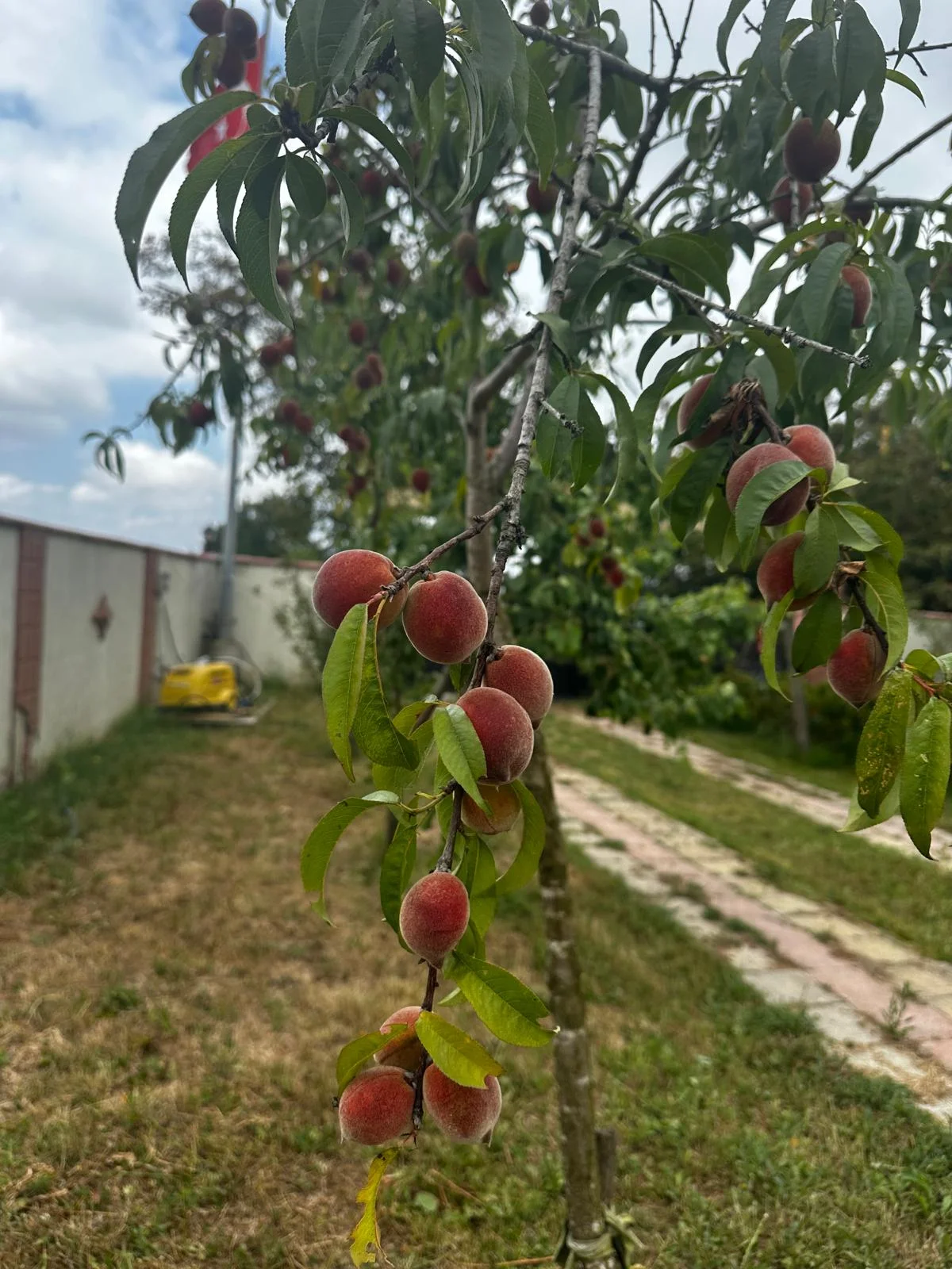 &Ccedil;ayırdere'de Ruhsatlı Satılık &Ccedil;iftlik - Büyük 16